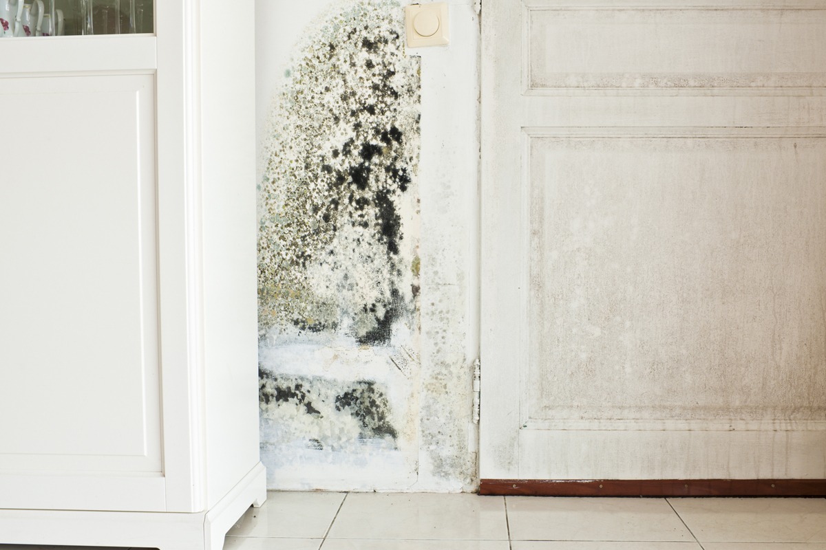 Mold Growth on Wall and Damp Stained Wood Door